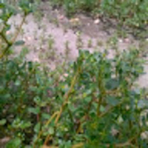 Meet your Posher, Imelda pinzon